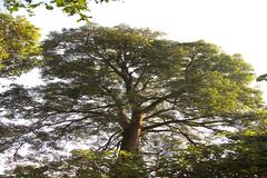 Ficus nervosa
